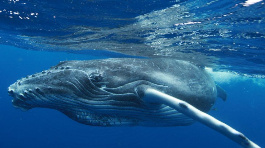 Календарь: 23 июля – день китов, дельфинов и хитрой Японии 