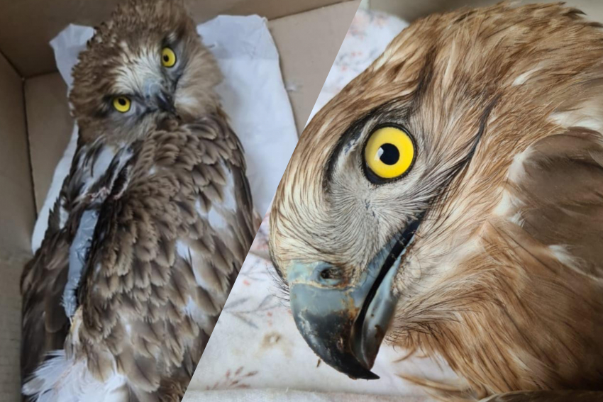 Болевой шок и потеря крови: новороссийцы помогли спасти раненую птицу