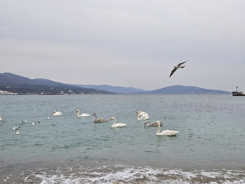 Погода в Новороссийске: шквалистый ветер и временами дождь 