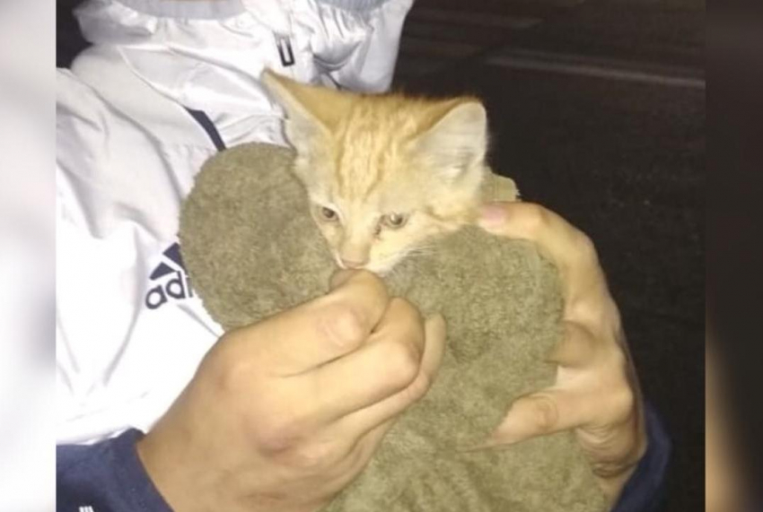 Новороссийские спасатели подарили жизнь котенку