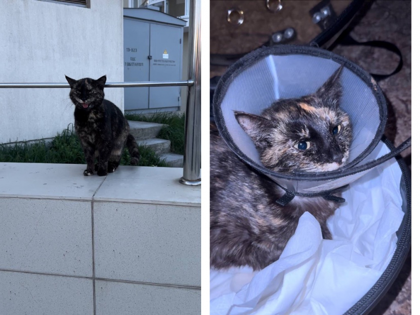 “Чуть не загубили” — что случилось с кошкой, которую спасли в Новороссийске спасатели