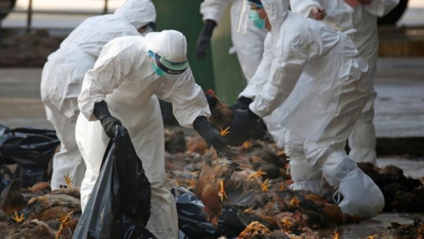 Птичьим гриппом заразились сотрудники птицефабрики на юге России 