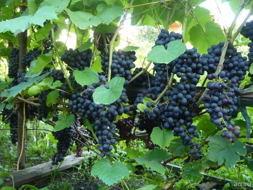 Никто не хотел покупать: продажа виноградников Мысхако не состоялась
