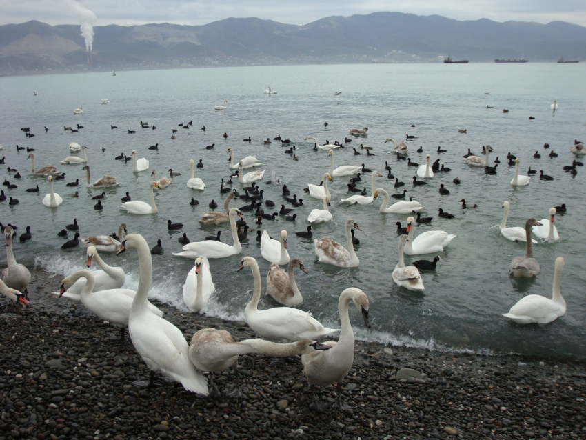 Зимняя сказка: в Новороссийск прилетели лебеди 