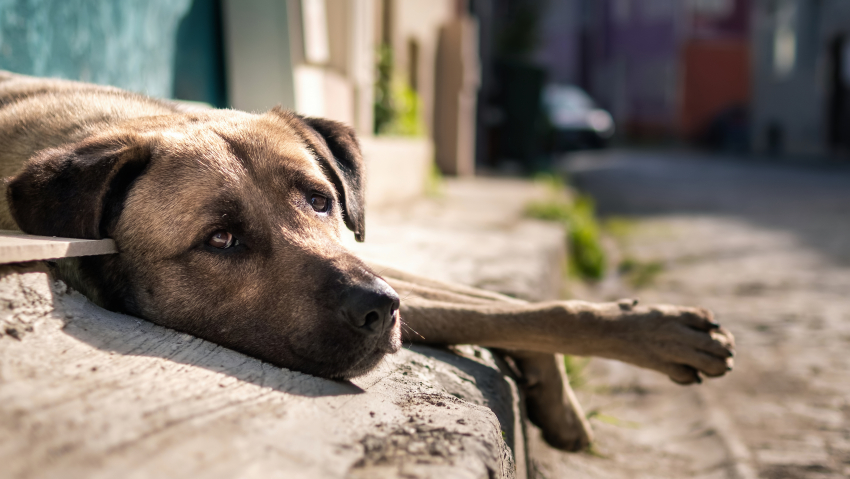 780 собак отловили в этом году в Новороссийске - о решении вопроса с «бродяжками"