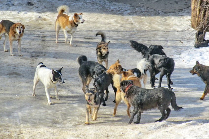 Бюджет на отлов собак в Новороссийске увеличен вдвое 