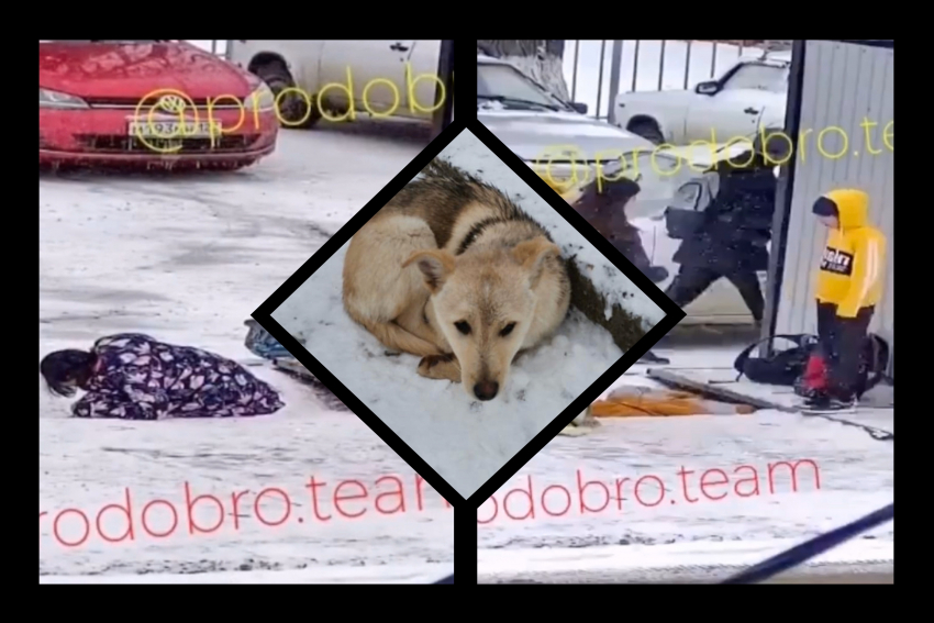 Лежала рядом на морозе, пытаясь согреть: недалеко от Новороссийска школьники спасли щенка
