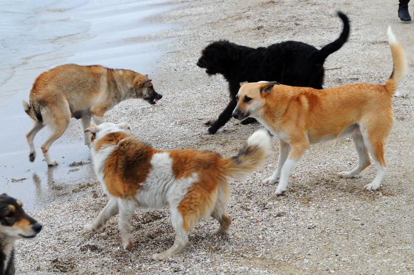 "Огромные своры кидаются на детей!": новороссийцы о бездомных собаках 