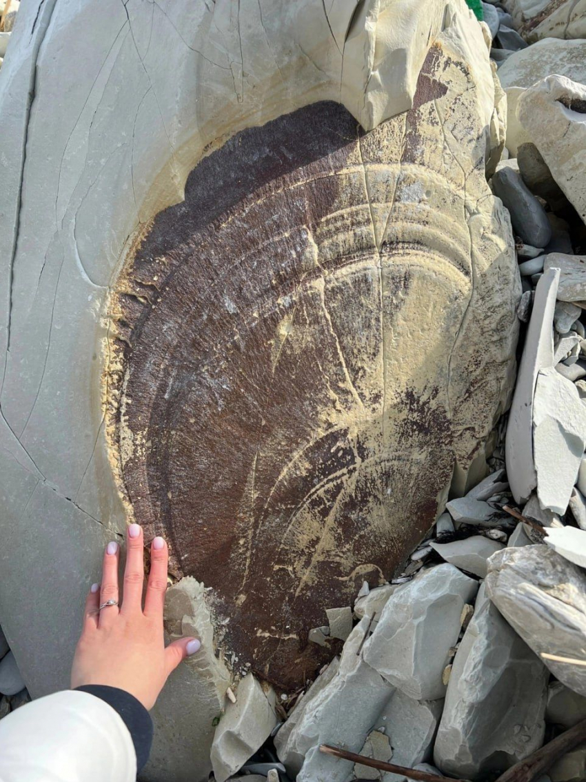 Новороссийка нашла окаменелости гигантской ракушки