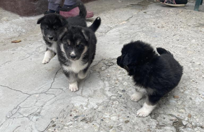 Малыши-щеночки в Новороссийске ищут хороших хозяев