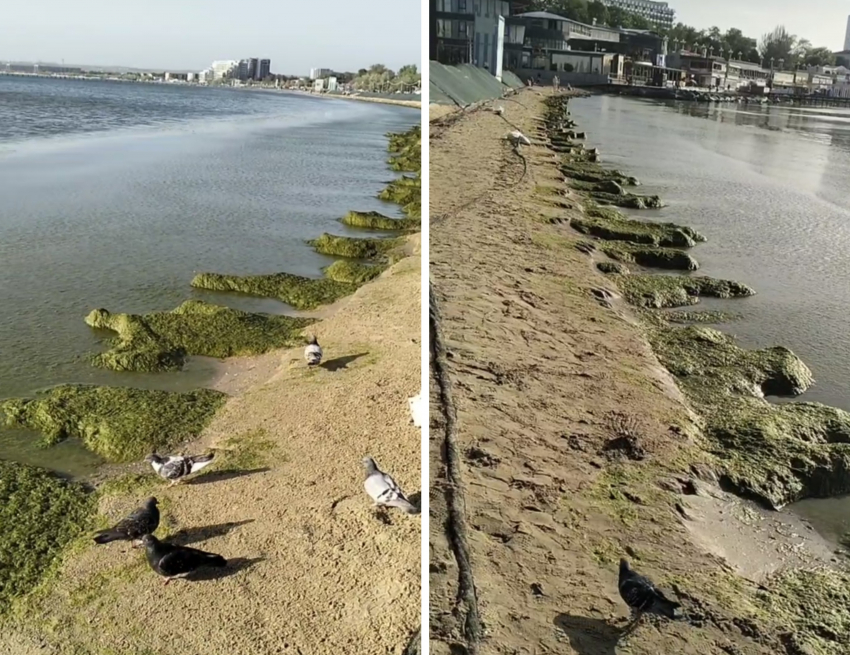 Чёрное море в Анапе после мазута покрылось зелёной камкой: не одно, так другое 