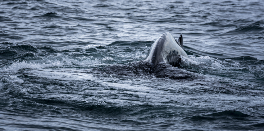 Ограничить рыболовство предложили для спасения дельфинов в Черном море