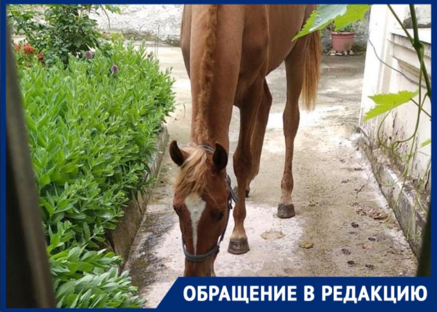 Замечательный сосед: в жилом доме Новороссийска поселилась лошадь