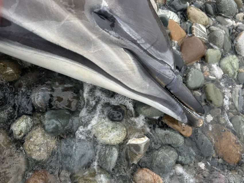 Больше 50 мертвых дельфинов собрали с пляжей Новороссийска этой весной