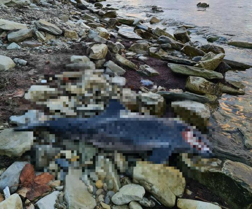 Видео не для слабонервных: недалеко от Новороссийска массово гибнут дельфины