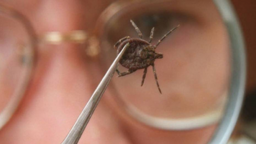 Совсем скоро кровопийцы проснутся: новороссийцев предупредили о нашествии комаров и клещей