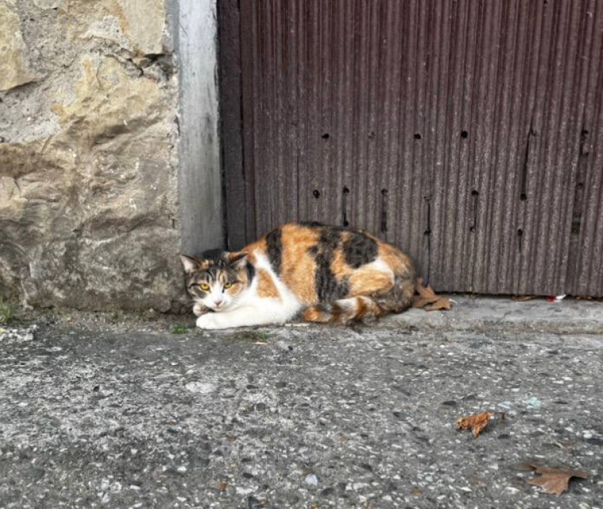 Испуганная домашняя кошка из Новороссийска ждёт хозяев 