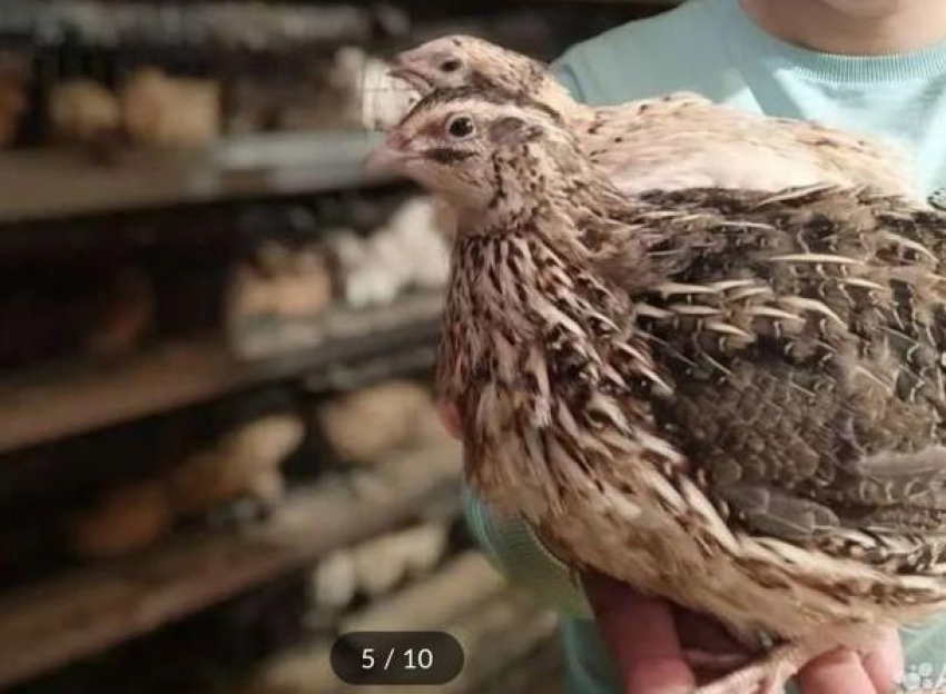Жителю Новороссийска суд запретил разводить птиц, но любовь к пернатым сильнее закона