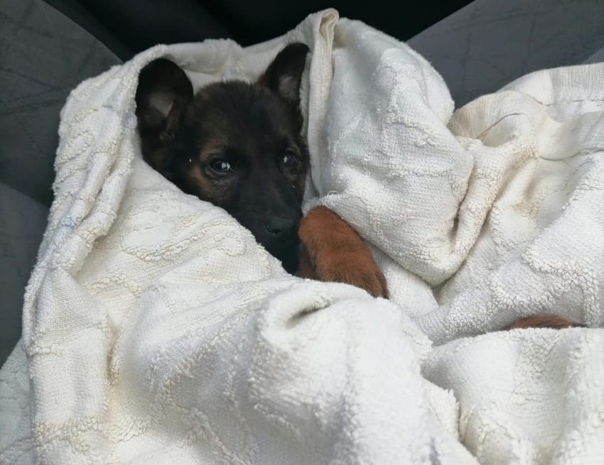В Новороссийске щенок, над которым поиздевались в ветеринарке, все еще нуждается в помощи
