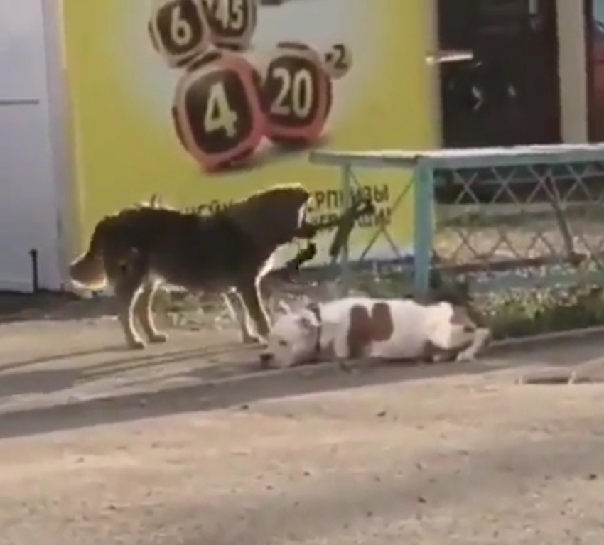 Чушь собачья: нашумевшее видео про собак не относится к Новороссийску