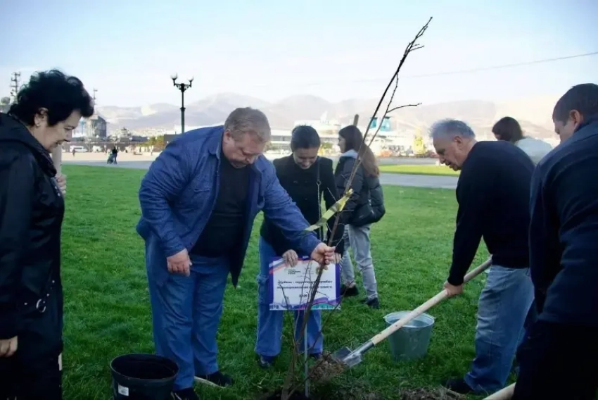 Новороссийская набережная становится ещё зеленее: высажено 20 молодых лип