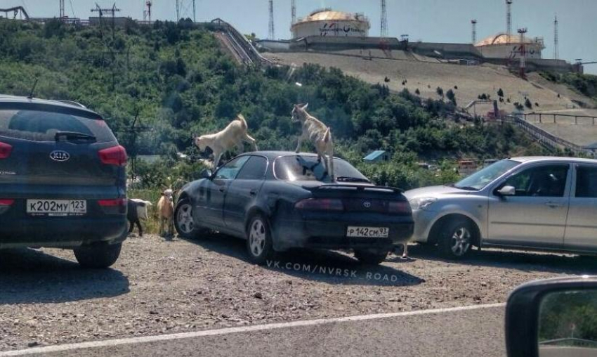 В Новороссийске «козлы» встречаются не только за рулем