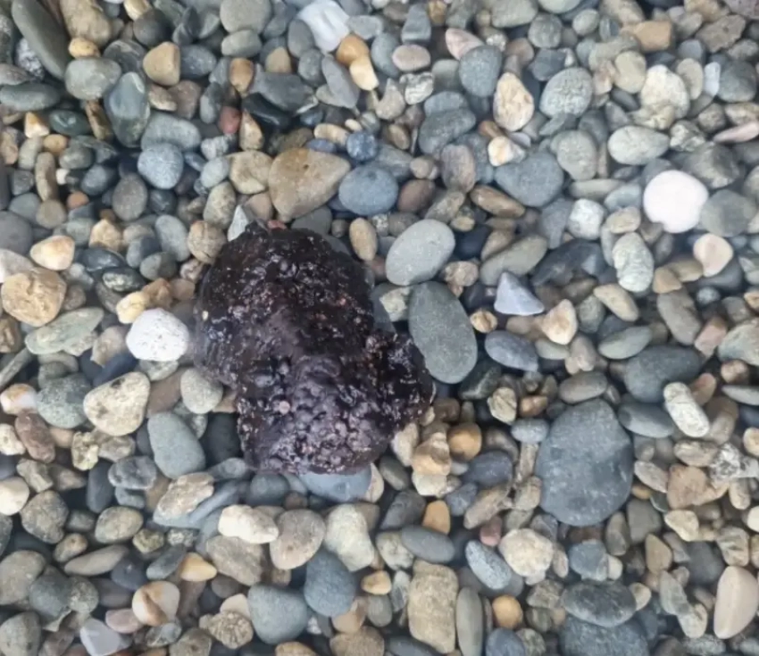 На пляже «Кристалл» заметили мазут и мертвых птиц