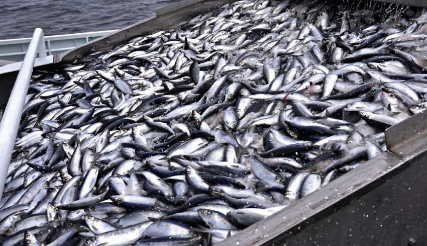 43 миллиона получили рыболовы Новороссийска: сколько рыбы выловили из Чёрного моря в 2025 году