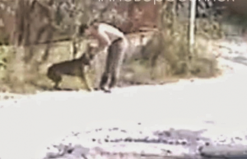 Нещадно бил и душил: новороссийцев шокировала жестокость мужчины, выгуливающего собаку