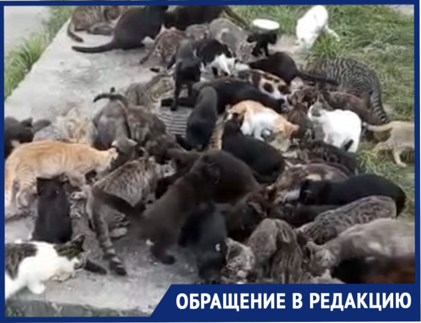 150 кошек: бездомные животные «съедают» пенсию жительницы Новороссийска 