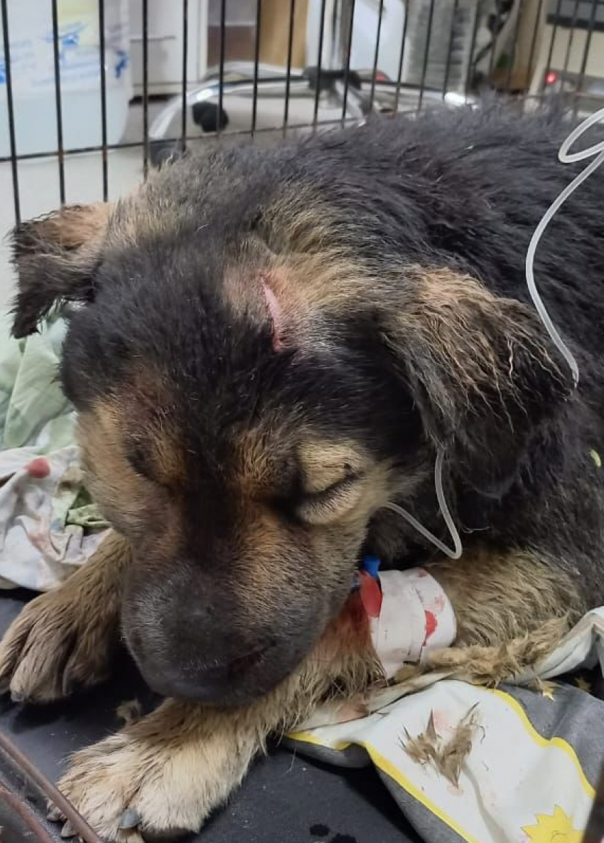 Живодеров, избивших собаку топором в Раевской, решили даже не искать — продолжение истории собаки в мешке