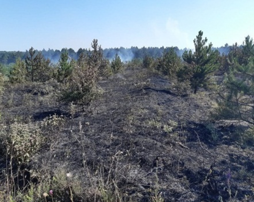 Молодой лес горел в Новороссийске