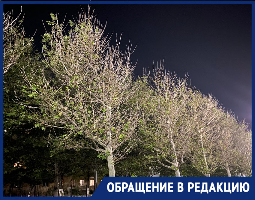 "Как будто кислотой облили": жительница Новороссийска о деревьях на Набережной