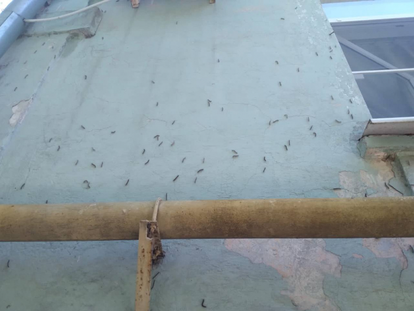 Мы их не ждали, а они пришли: гусеницы проникают в квартиры Новороссийска
