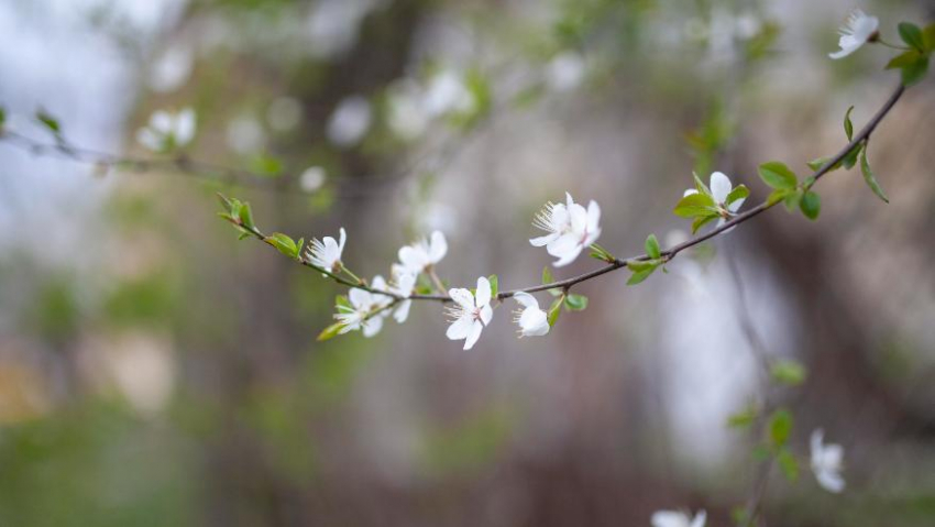 Погода в Новороссийске: природа вокруг начнёт ещё больше радовать глаз