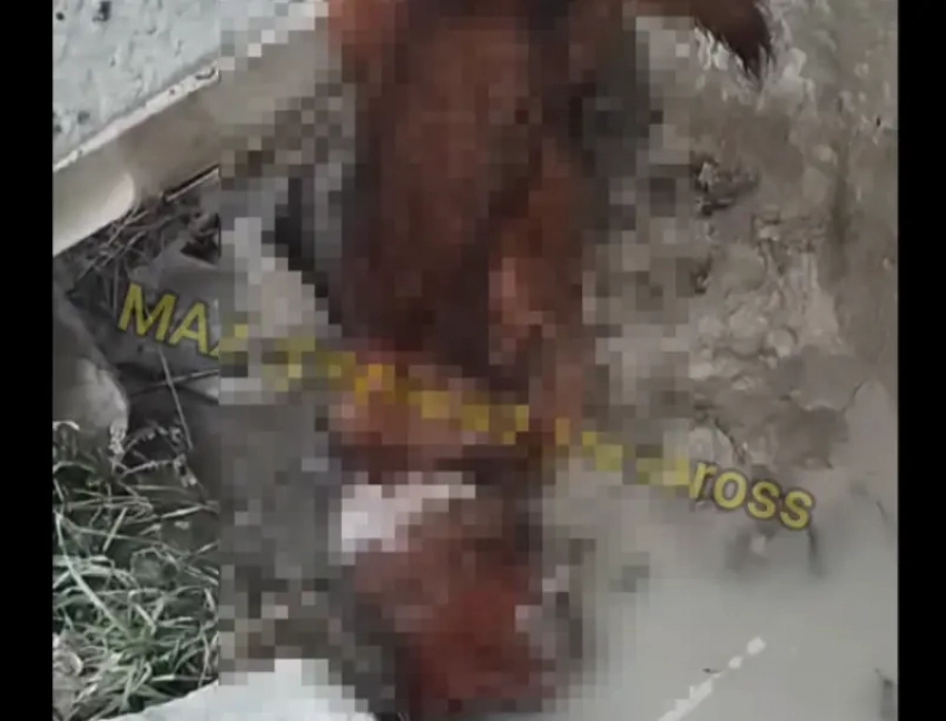 18+ Кровавое побоище собак в Новороссийске засняли очевидцы 