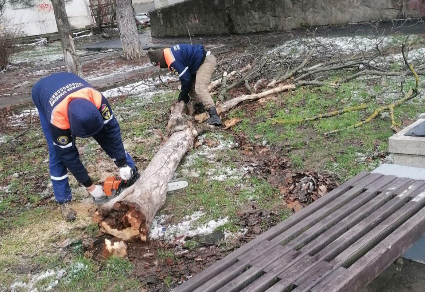 Мощный ветер в Новороссийске валит деревья: ходите осторожнее 