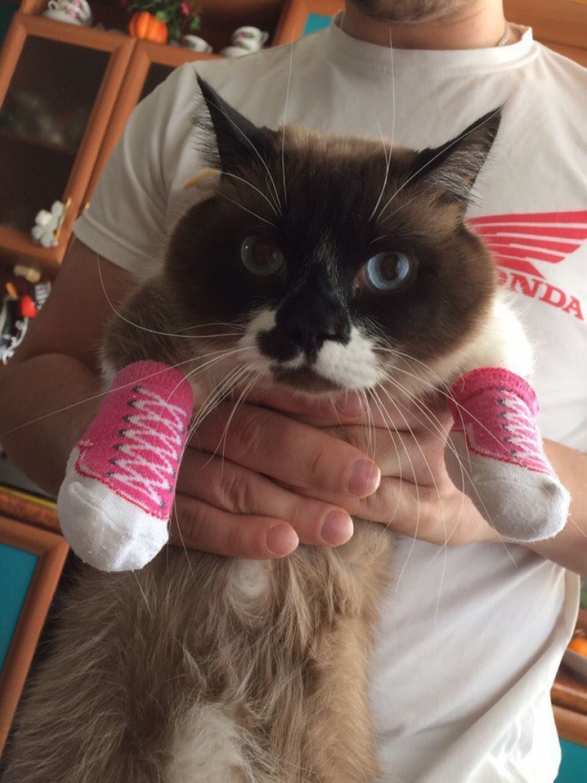 Газик - шустрый и ласковый в конкурсе «Самый красивый кот-2018"