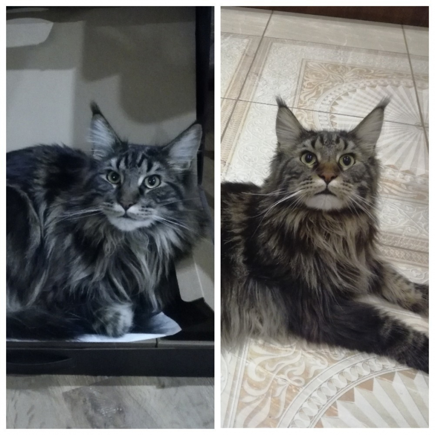 Симба и Серёга - два красавца в конкурсе «Самый красивый кот-2018"