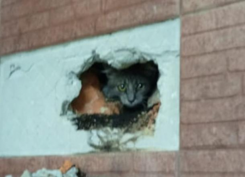 Новороссийские спасатели вызволили кота из печной трубы