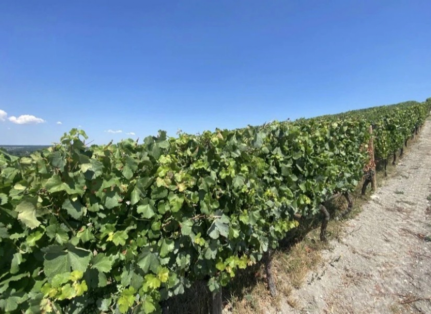 Новороссийск одержал победу в номинации «Агротуризм": виноградники Абрау-Дюрсо покорили жюри