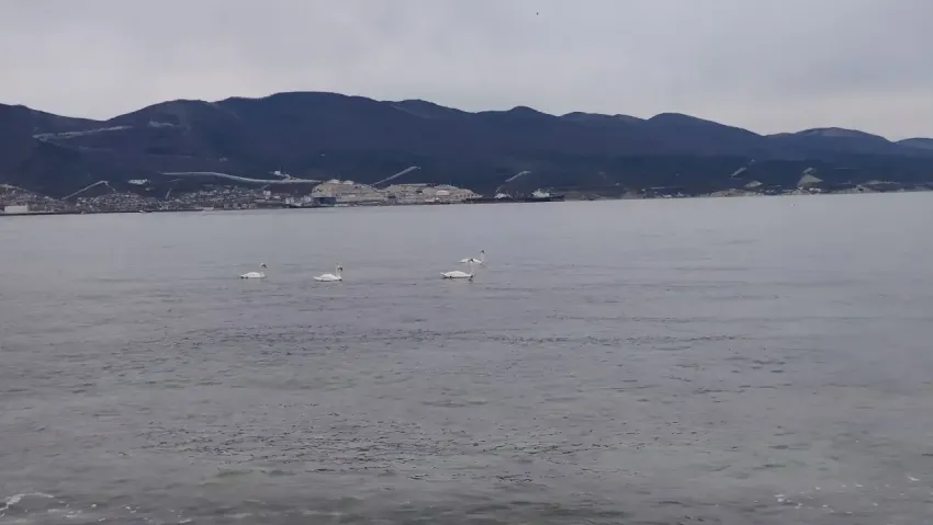 В Черном море у берегов Анапы и Новороссийска произошло землетрясение 