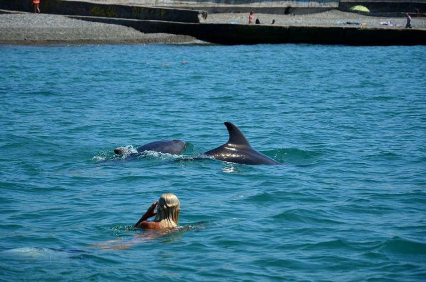 В Новороссийске волонтеры провели целую операцию по спасению дельфина