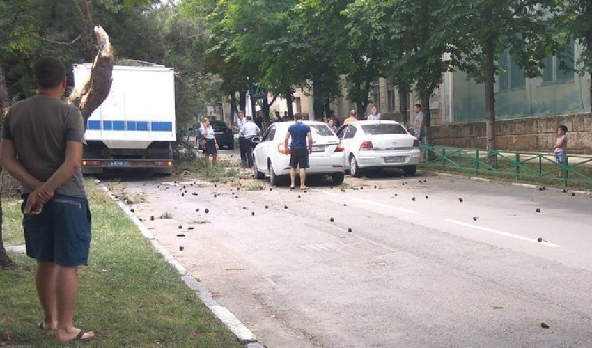 Тщательно спланированный побег провалился с треском...дерева в Новороссийске