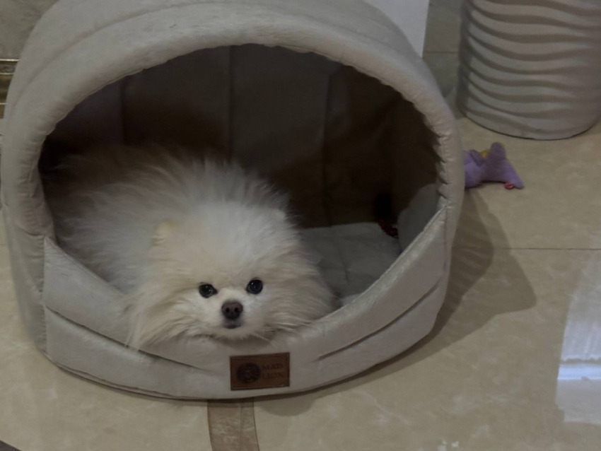 Собака может умереть: в Новороссийске срочно ищут донора для питомца 