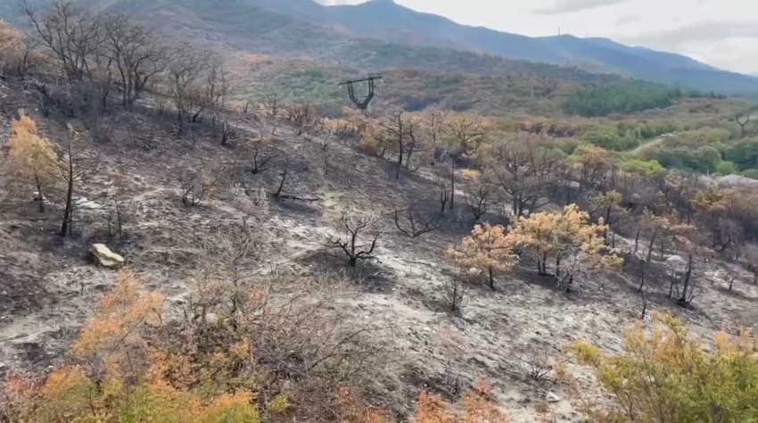 Последствия пожара в Бобруковой Щели в Геленджике наглядно — как власти собираются спасать лес от людей