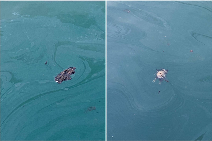 Мертвые птицы и куски мазута плавают у берегов Новороссийска 