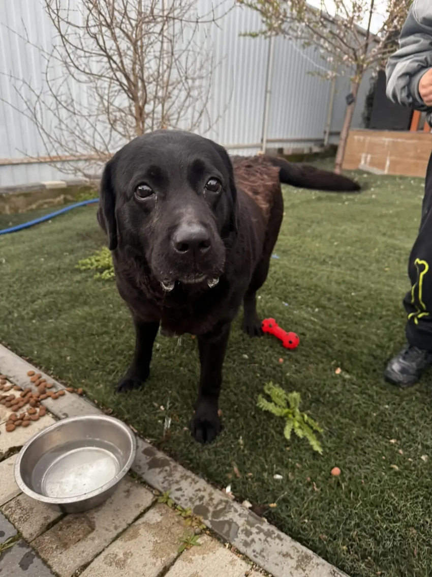 Старых или новых хозяев ищет девочка-лабрадор из Новороссийска 