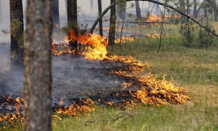 Как не допустить пожара в лесу во время майских праздников