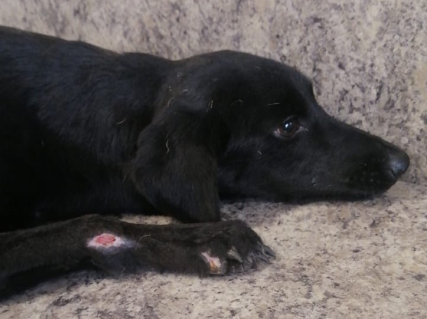 Две сломанные лапы и истощение — новороссийцы спасают собаку, попавшую под машину